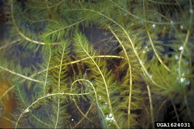 Watermilfoil Photo